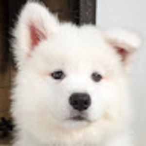 Meet your Posher, Kratz